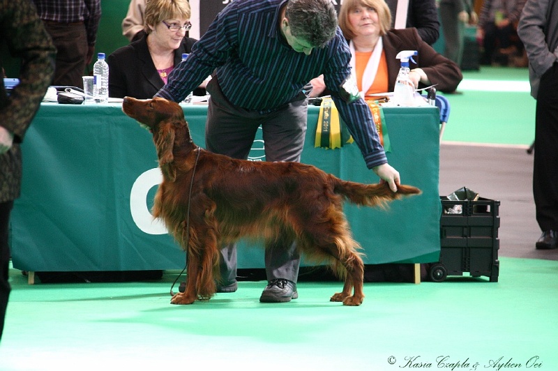 Crufts2011 500.jpg